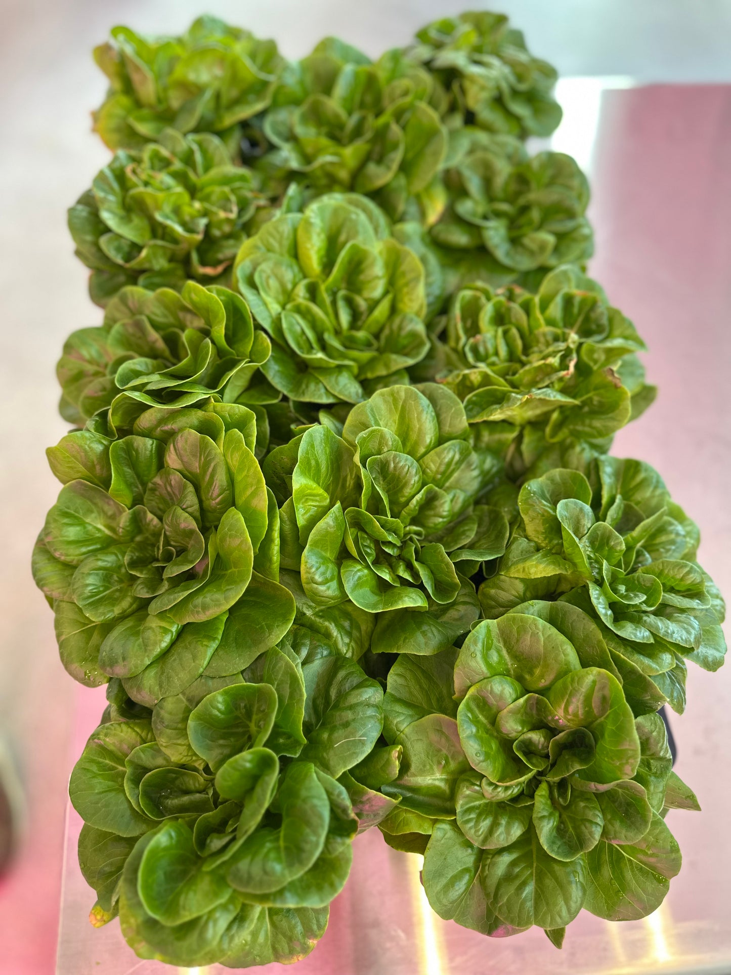 Butterhead Lettuce