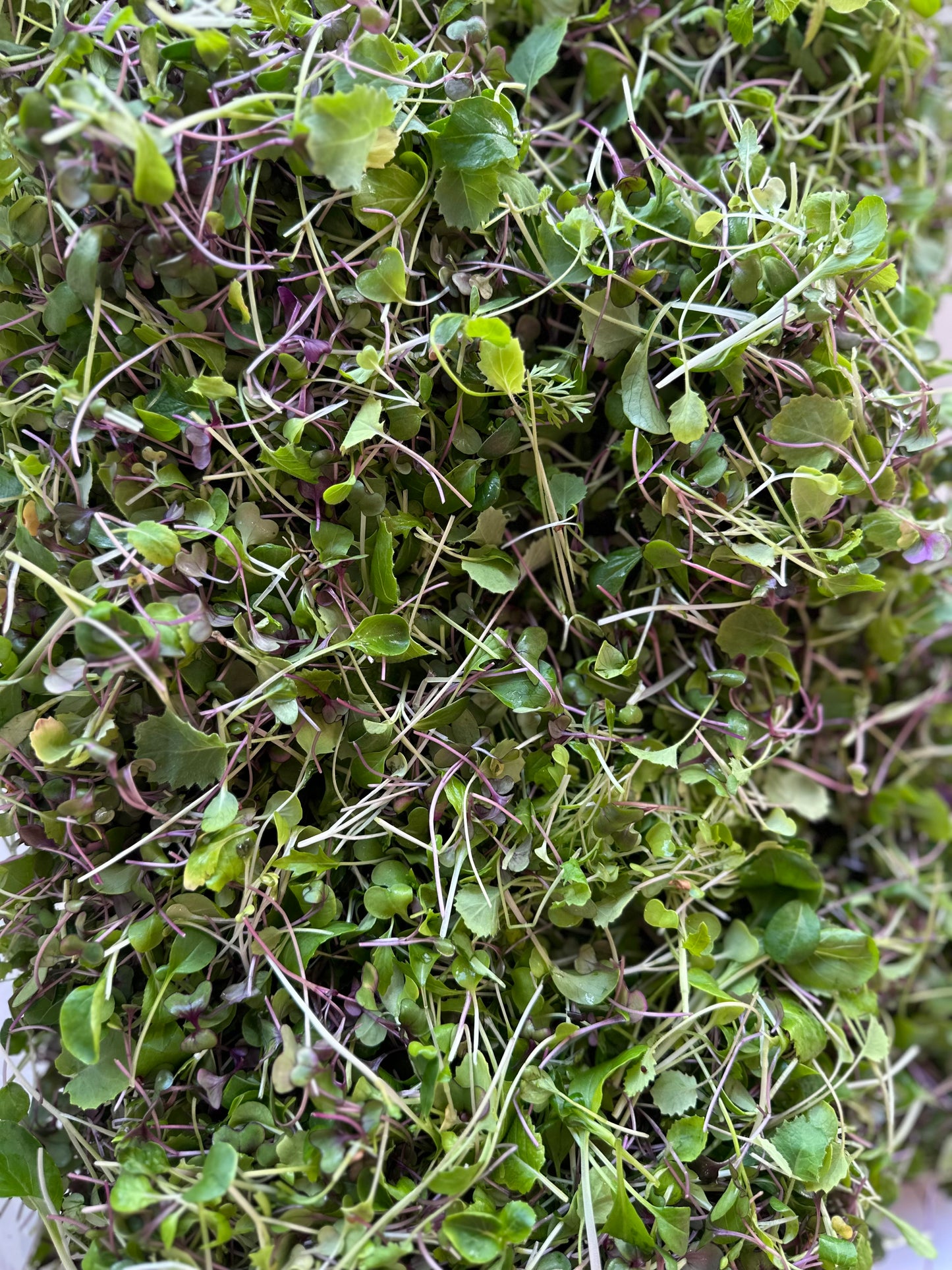 Vitality Blend - Local Leaf Farm