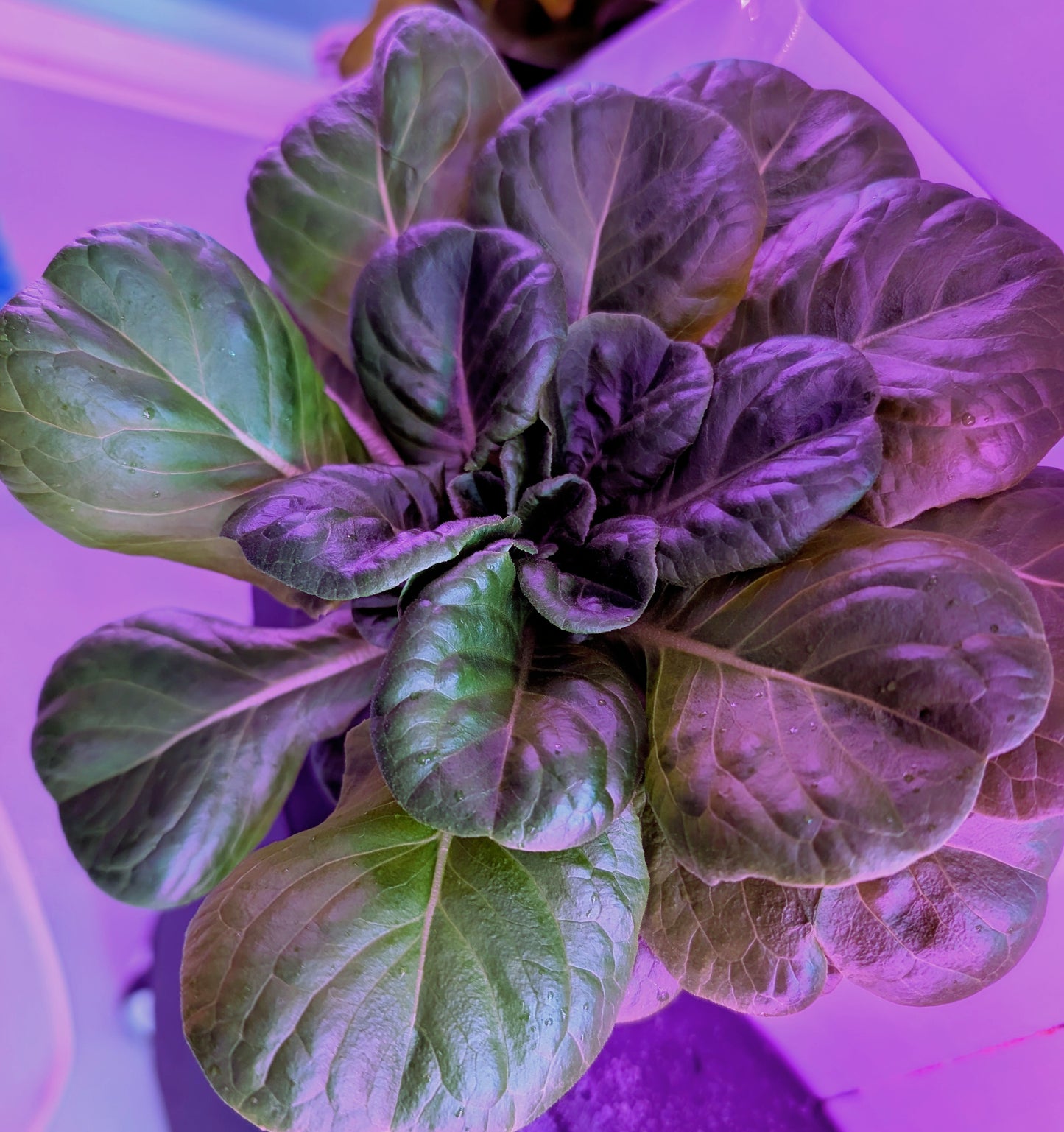 Fresh Hydroponic Spinach Head - Local Leaf Farm