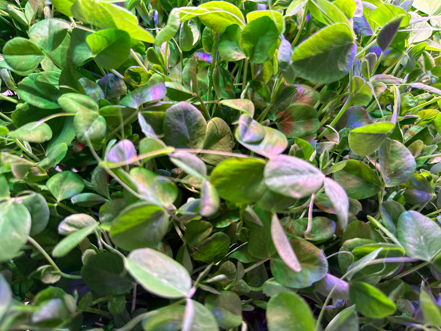 Microgreen Varieties