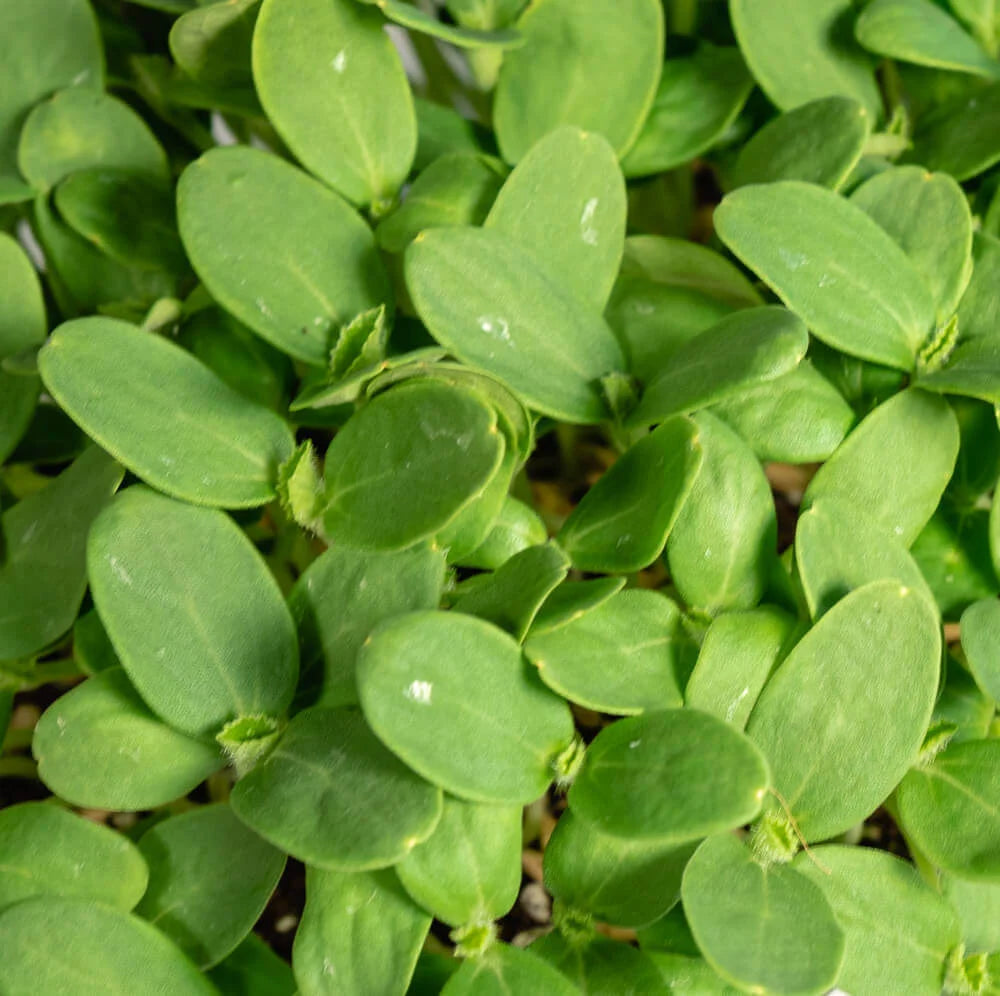 Local Leaf Farm Gift Card - Local Leaf Farm