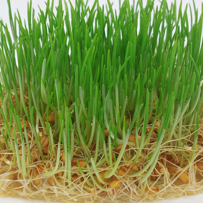 Wheat Grass Sprouts