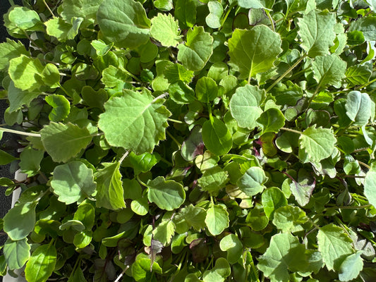 Why These Microgreens Deserve a Spot on Your Plate