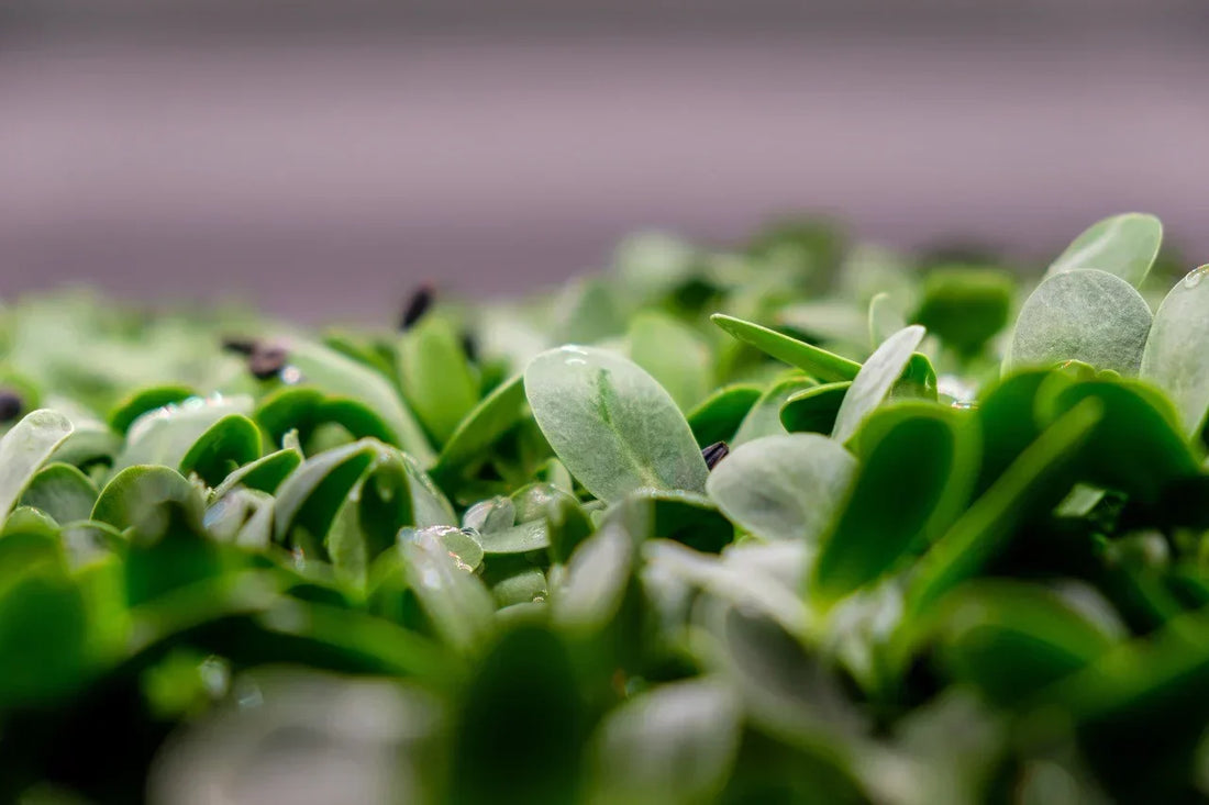 Tiny Greens, Mighty Benefits: The Power of Microgreens