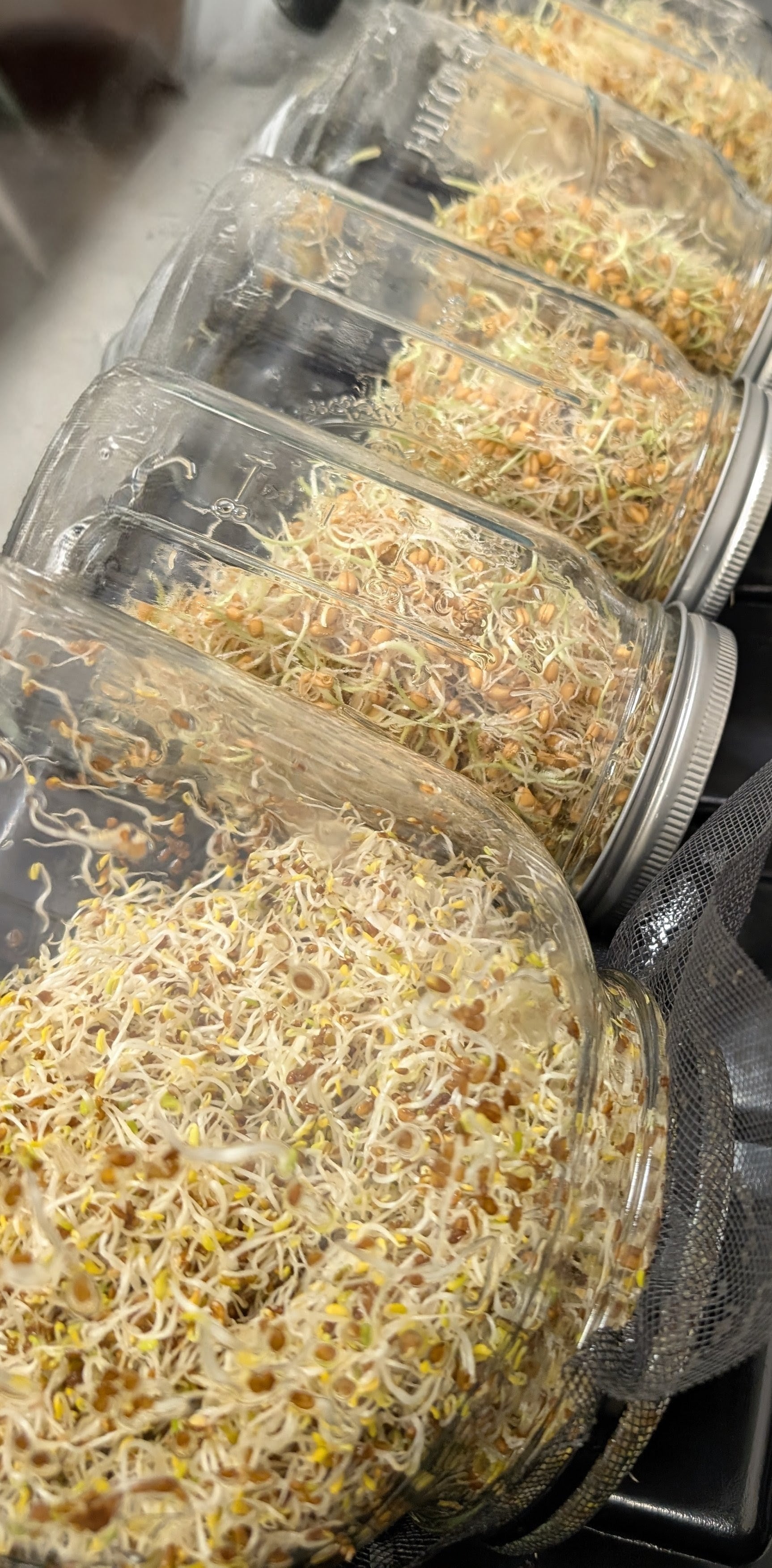 Sprouts – Local Leaf Farm