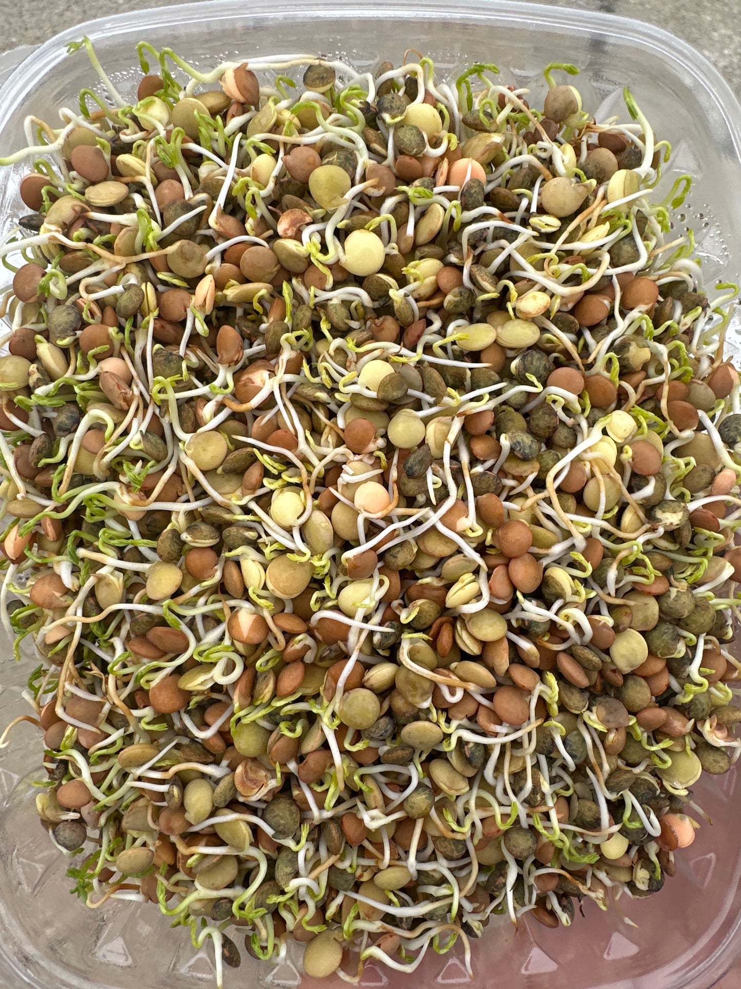 Lentil Sprouts