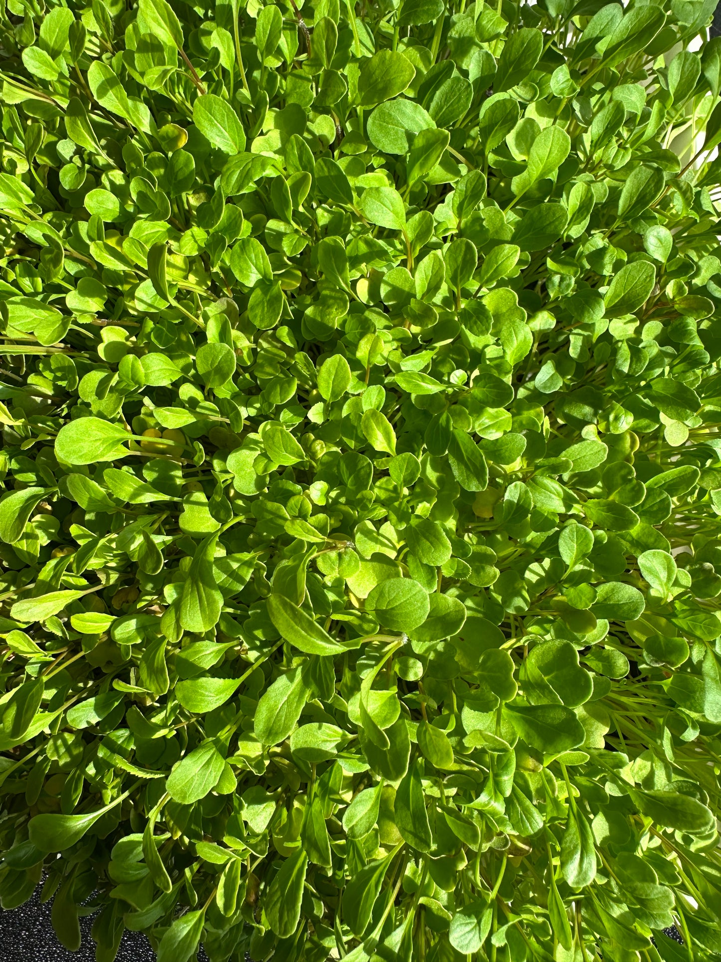 Microgreen Varieties