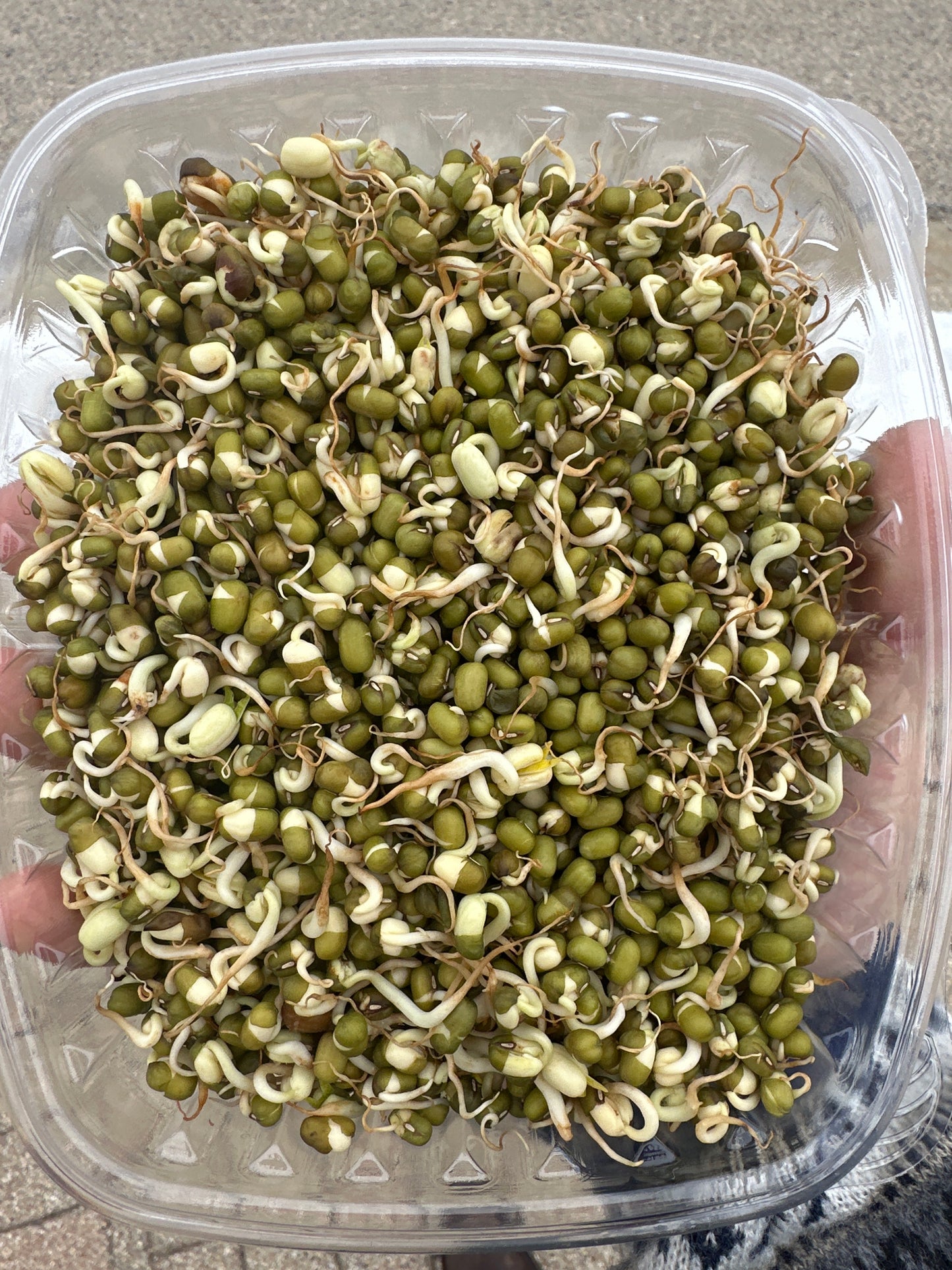 Mung Bean Sprouts