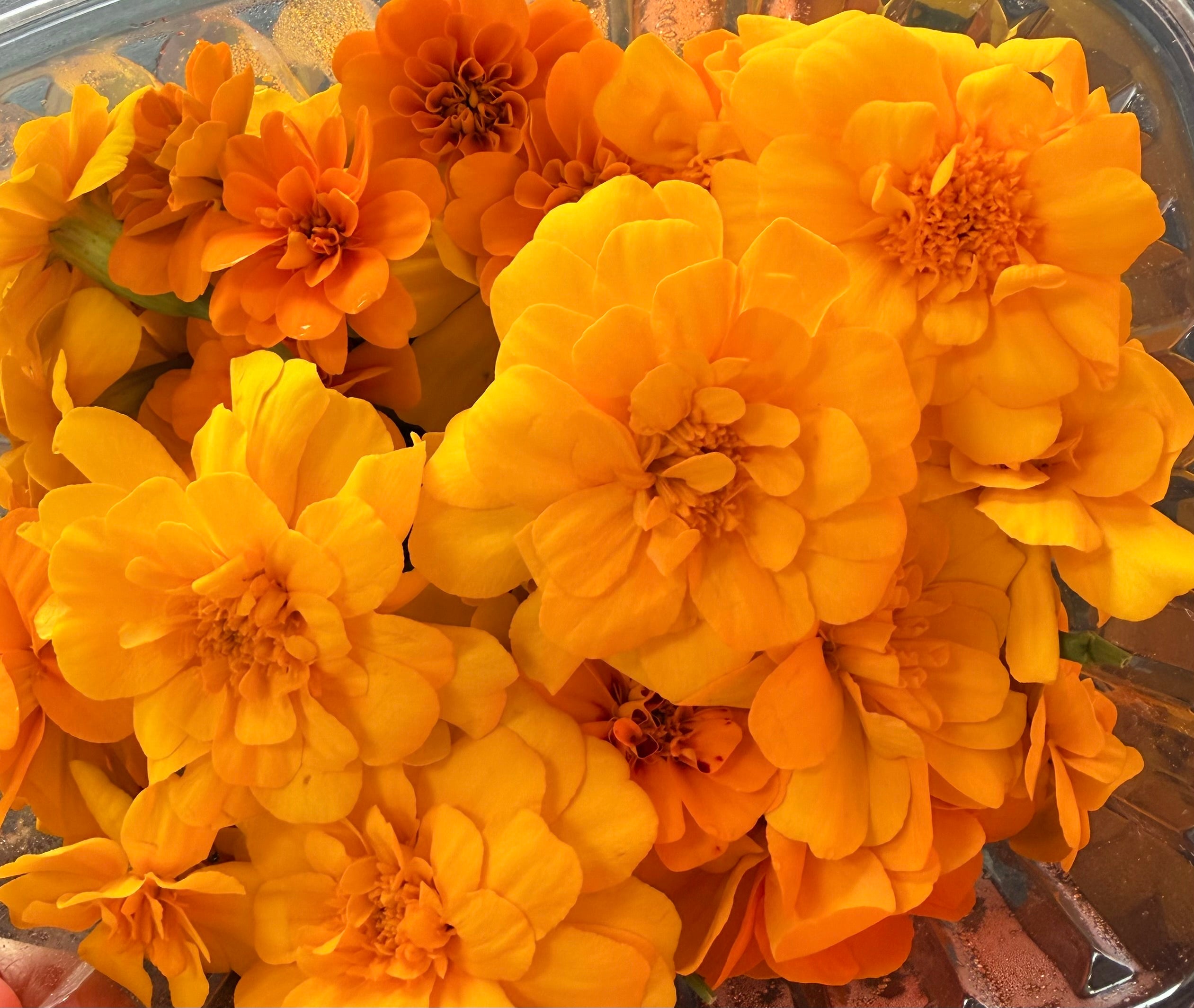 Edible Flowers - Local Leaf Farm