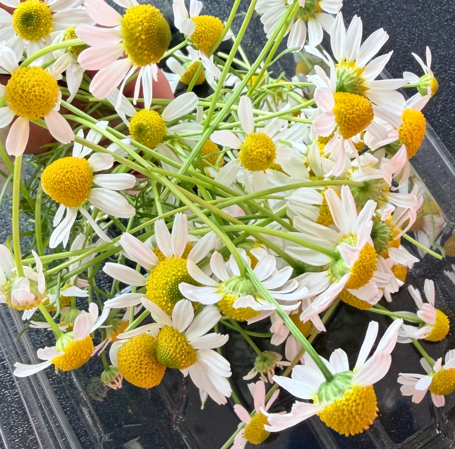 Edible Flowers - Local Leaf Farm