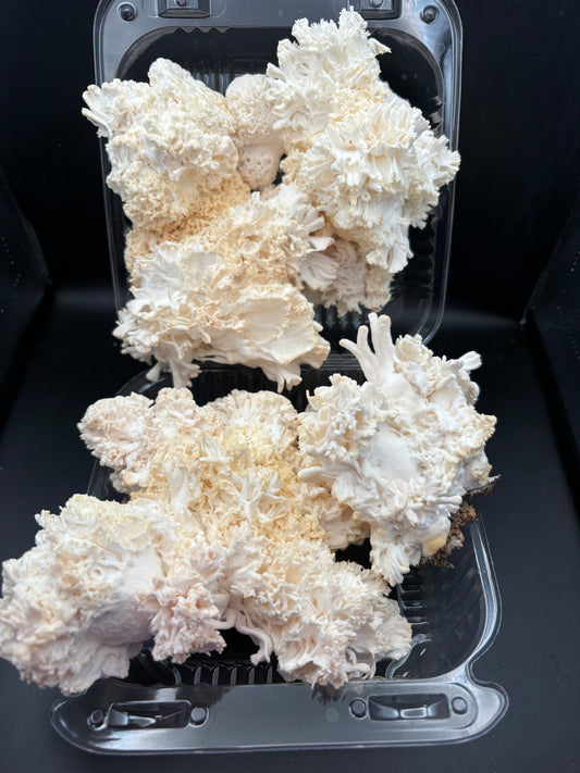 Fresh Mushrooms - Local Leaf Farm