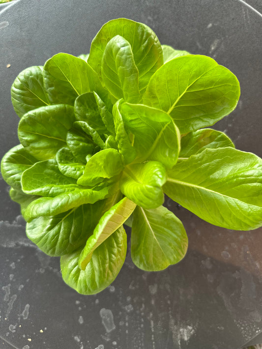 Fresh Hydroponic Spinach Head
