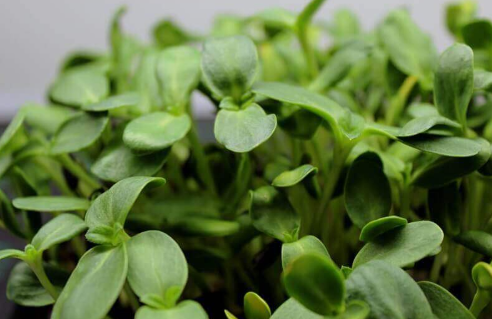 Pick your microgreen - Local Leaf Farm