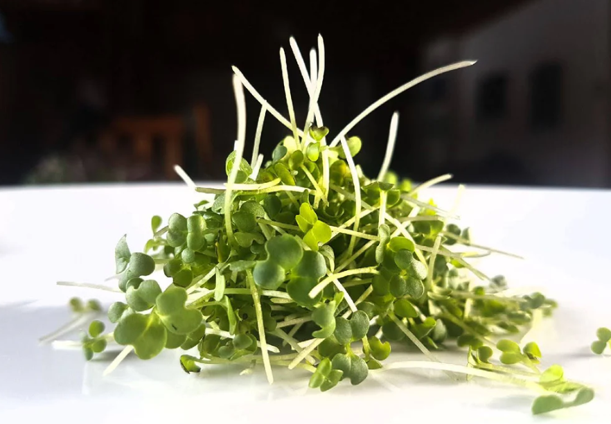 Pick your microgreen - Local Leaf Farm