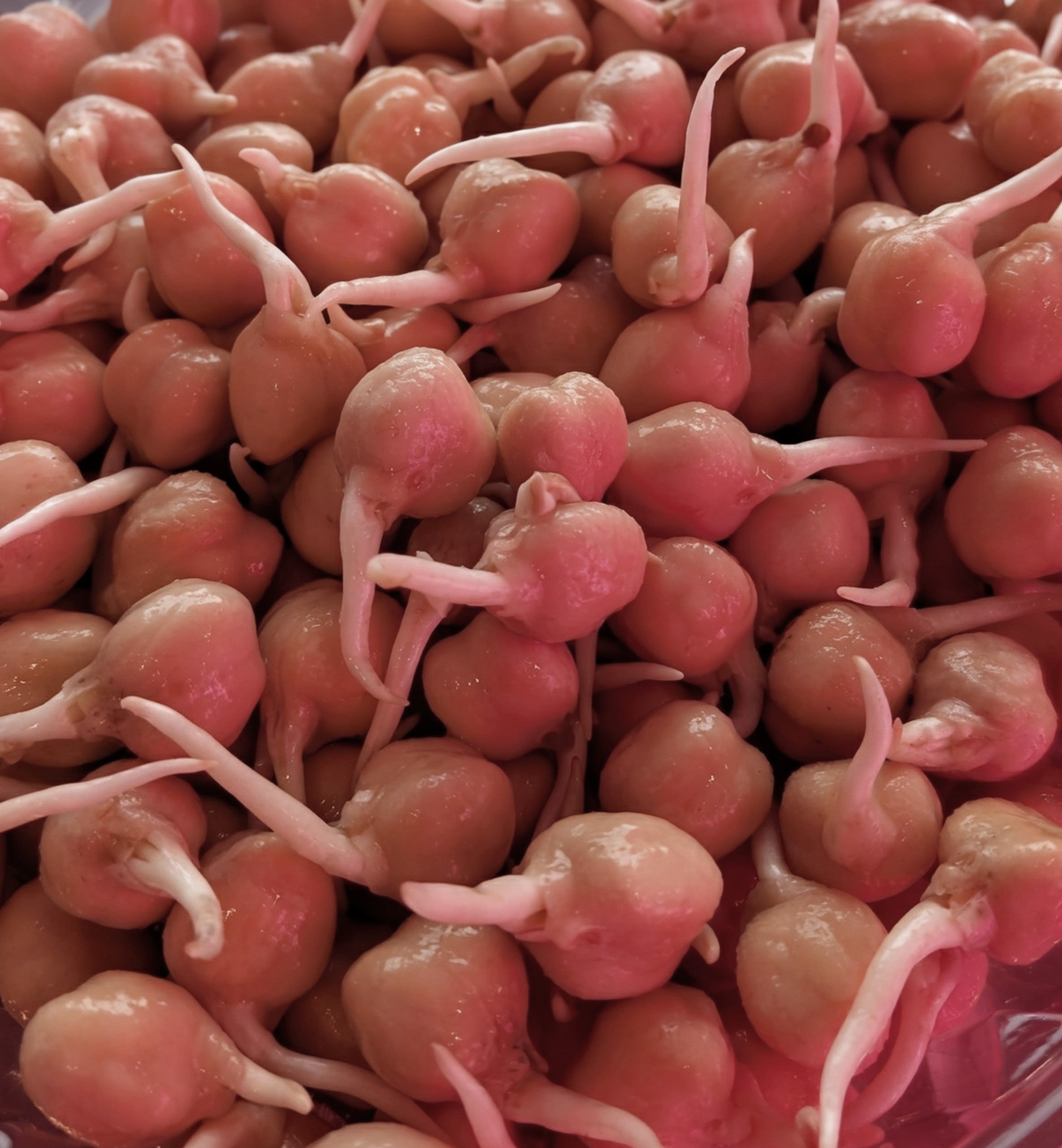 Sprouted Garbanzo Beans - Local Leaf Farm