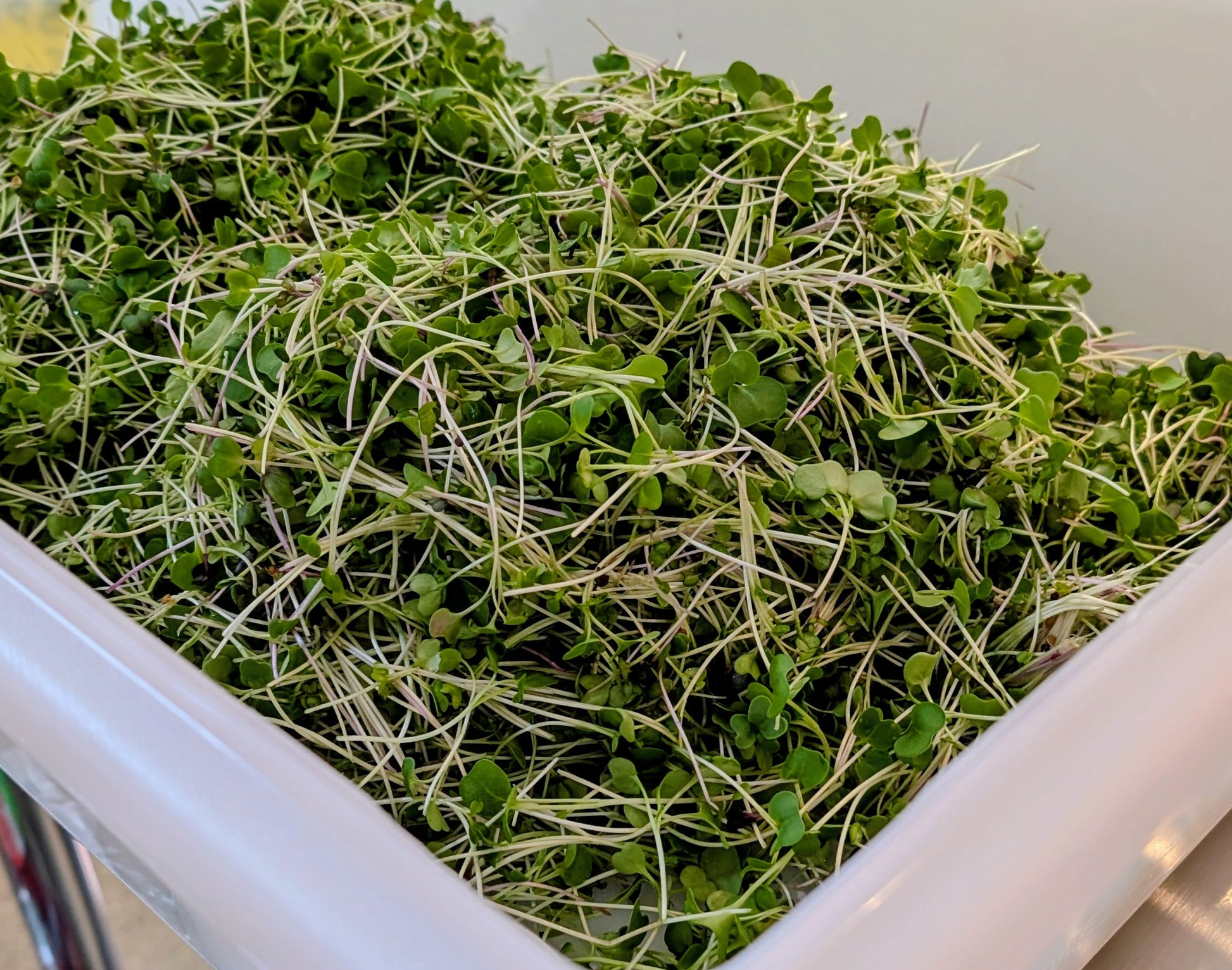 Pick your microgreen - Local Leaf Farm