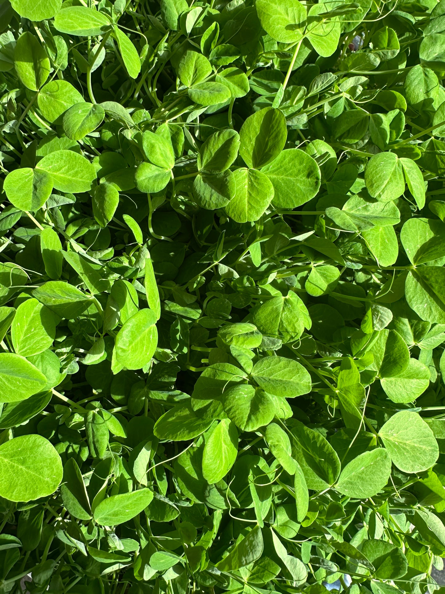 Local Leaf Farm Gift Card