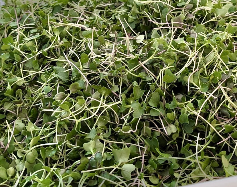 Pick your microgreen - Local Leaf Farm
