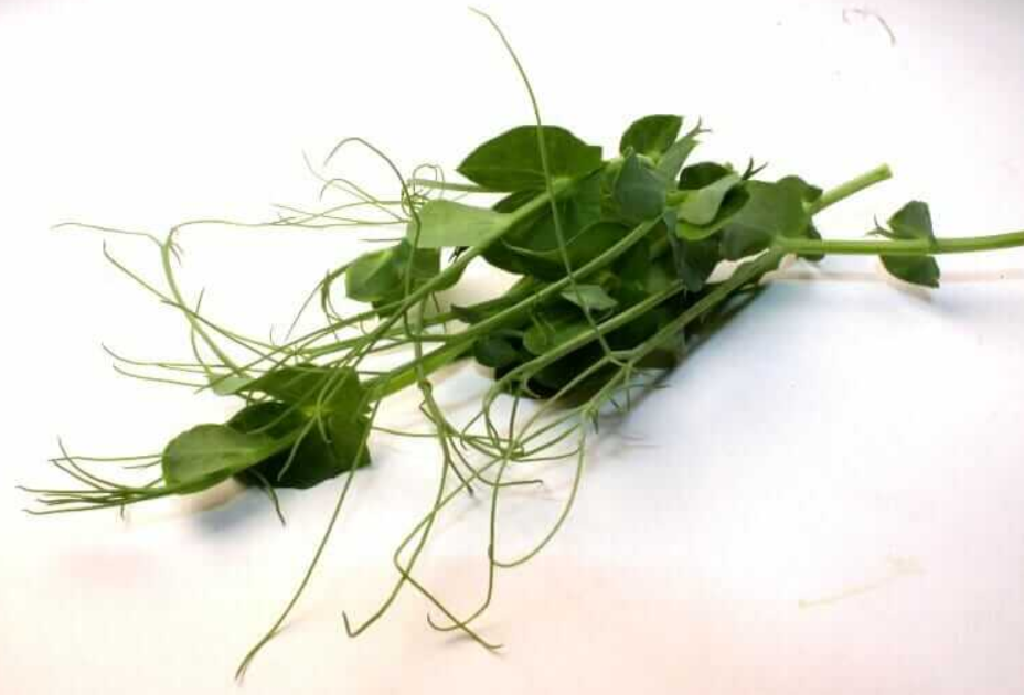 Pick your microgreen - Local Leaf Farm