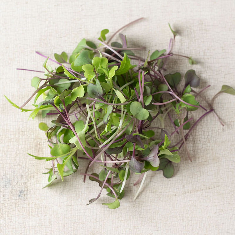 Pick your microgreen - Local Leaf Farm