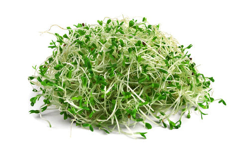 Alfalfa Sprouts