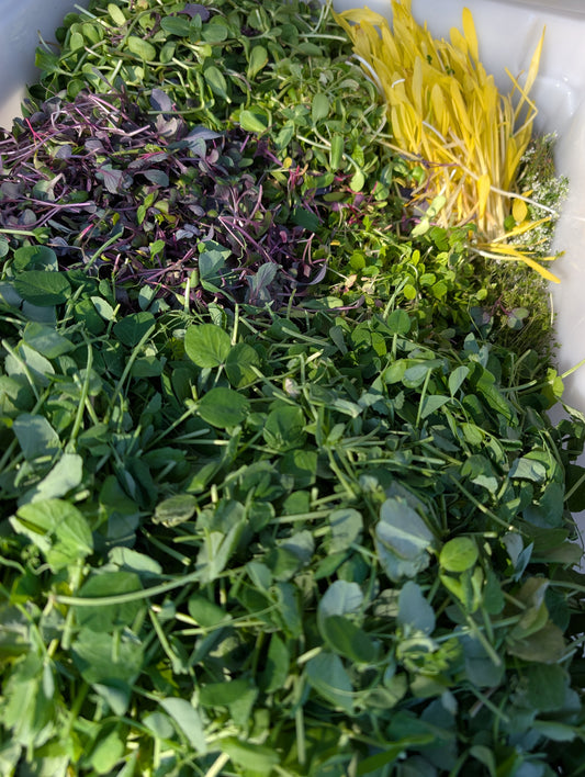 Bulk Microgreen Variety